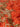 Asterias Gown Tangerine
